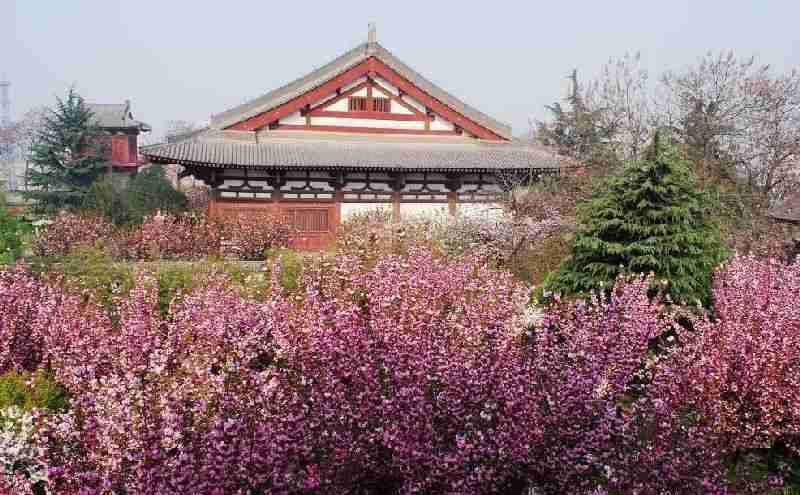 2018年西安青龍寺櫻花幾月開