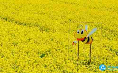 2018雙峰油菜花節(jié)時(shí)間+地點(diǎn)+交通 2018雙峰油菜花節(jié)時(shí)間+地點(diǎn)+交通