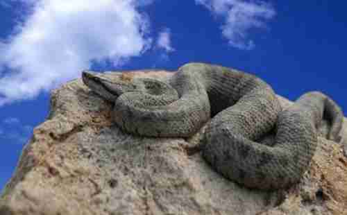 大连蛇岛门票多少钱 大连蛇岛需要门票吗 大连蛇岛门票多少钱 大连蛇岛需要门票吗