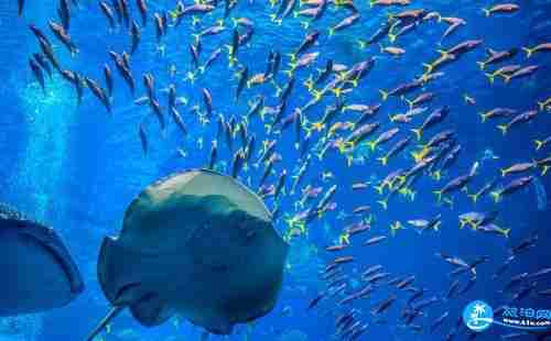冲绳海洋博公园怎么去 冲绳海洋博公园旅游交通攻略 冲绳海洋博公园怎么去 冲绳海洋博公园旅游交通攻略