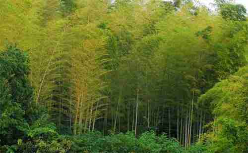南京夏天旅游去哪里比較好 地址在哪里