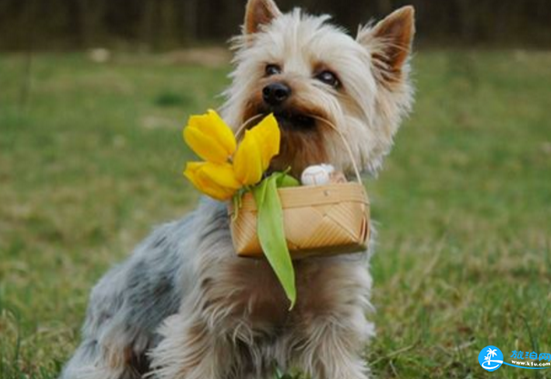 旅游帶狗要注意什么東西 旅游帶狗要注意什么東西
