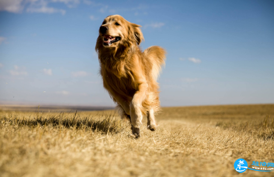 旅游帶狗要注意什么東西 旅游帶狗要注意什么東西