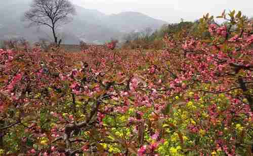 五一假期,去湖北宜昌賞花去哪里 攻略2018 五一假期,去湖北宜昌賞花去哪里 攻略2018