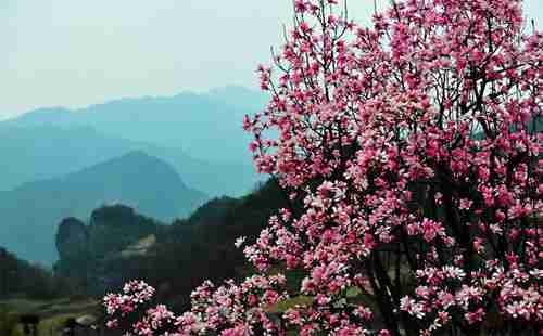 五一假期,去湖北宜昌賞花去哪里 攻略2018 五一假期,去湖北宜昌賞花去哪里 攻略2018