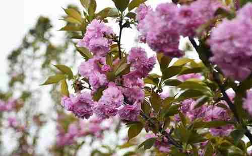 五一假期,去湖北宜昌賞花去哪里 攻略2018 五一假期,去湖北宜昌賞花去哪里 攻略2018