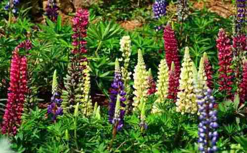 五一假期,去湖北宜昌賞花去哪里 攻略2018 五一假期,去湖北宜昌賞花去哪里 攻略2018