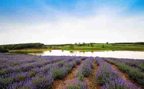 五一假期,去湖北宜昌賞花去哪里 攻略2018 五一假期,去湖北宜昌賞花去哪里 攻略2018