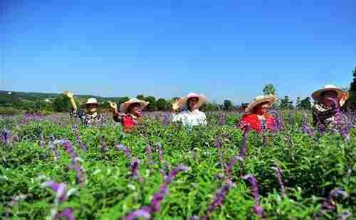 五一假期,去湖北宜昌賞花去哪里 攻略2018 五一假期,去湖北宜昌賞花去哪里 攻略2018