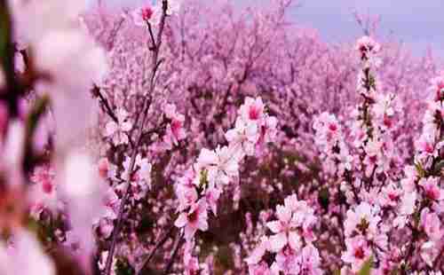 五一假期,去湖北宜昌賞花去哪里 攻略2018 五一假期,去湖北宜昌賞花去哪里 攻略2018