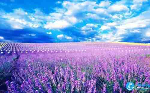 江寧谷里薰衣草園門票多少錢2018