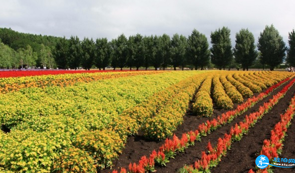 日本薰衣草在哪里 日本薰衣草攻略
