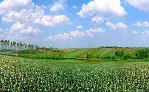 广东徐闻菠萝节2018