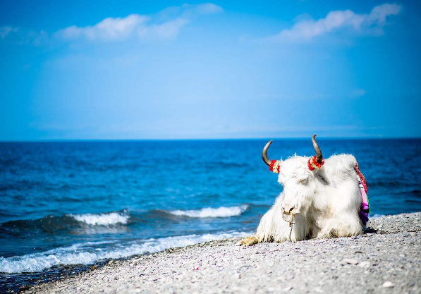 青海湖最佳旅游时间 青海湖什么季节去最好 青海湖最佳旅游时间 青海湖什么季节去最好