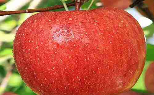 河南有什么特產(chǎn) 河南有什么特產(chǎn)