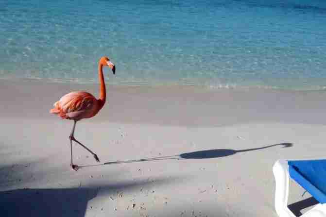 哪里可以看見火烈鳥 火烈鳥的景點有哪些 哪里可以看見火烈鳥 火烈鳥的景點有哪些