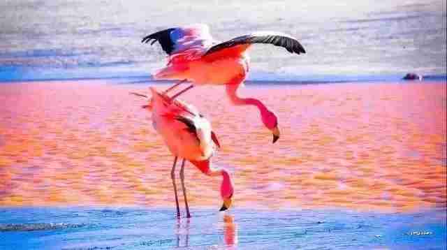 哪里可以看見火烈鳥 火烈鳥的景點有哪些 哪里可以看見火烈鳥 火烈鳥的景點有哪些