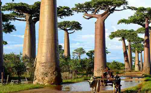 世界最美的樹木有哪些 在哪里