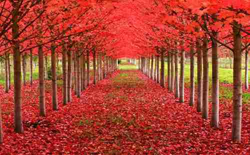 世界最美的樹木有哪些 在哪里