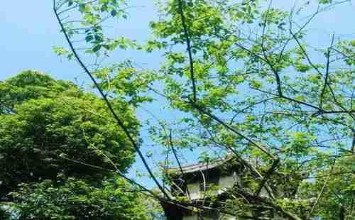 成都博物館有哪些 參觀攻略