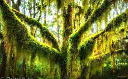 世界最美的樹木有哪些 在哪里