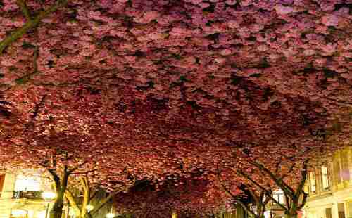 世界最美的樹木有哪些 在哪里