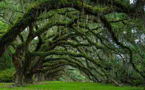 世界最美的樹木有哪些 在哪里