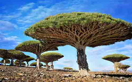 世界最美的樹木有哪些 在哪里