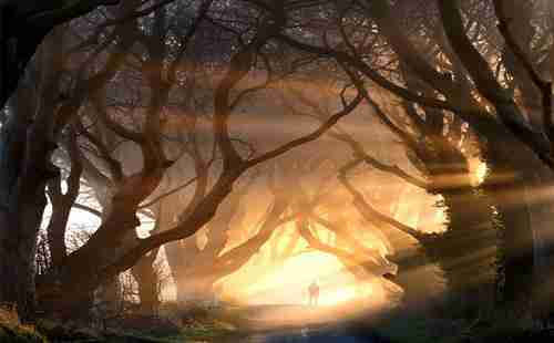 世界最美的樹木有哪些 在哪里