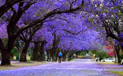 世界最美的樹木有哪些 在哪里