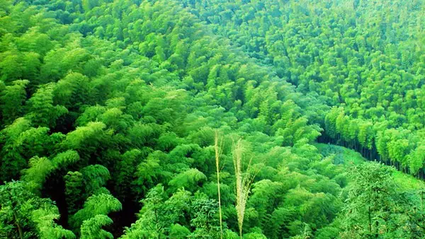 重慶周邊有哪些避暑的竹林景點 重慶周邊有哪些避暑的竹林景點