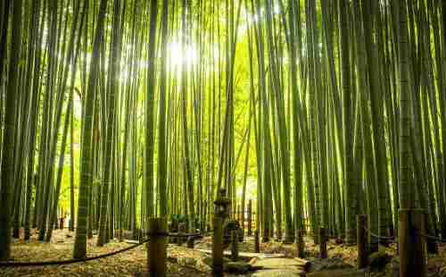 重慶周邊有哪些避暑的竹林景點 重慶周邊有哪些避暑的竹林景點