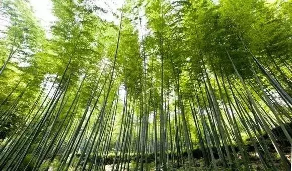 重慶周邊有哪些避暑的竹林景點 重慶周邊有哪些避暑的竹林景點