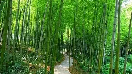 重慶周邊有哪些避暑的竹林景點 重慶周邊有哪些避暑的竹林景點