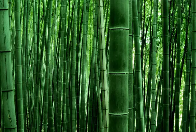 重慶周邊有哪些避暑的竹林景點 重慶周邊有哪些避暑的竹林景點