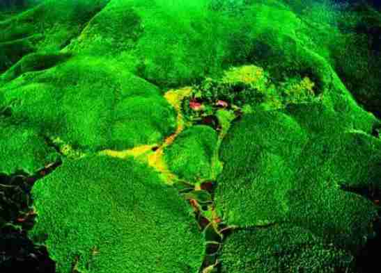 重慶周邊有哪些避暑的竹林景點 重慶周邊有哪些避暑的竹林景點