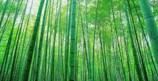 重慶周邊有哪些避暑的竹林景點 重慶周邊有哪些避暑的竹林景點