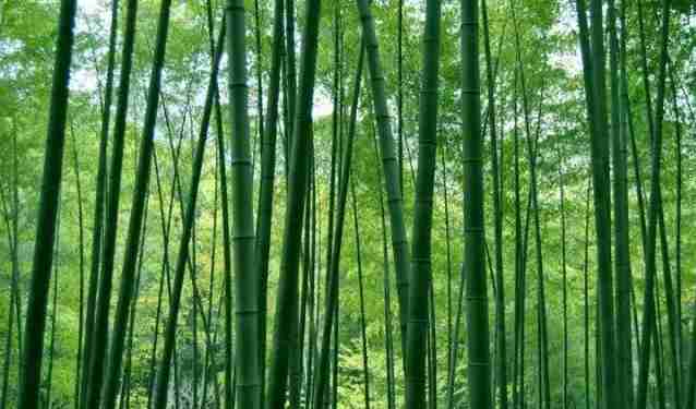 重慶周邊有哪些避暑的竹林景點 重慶周邊有哪些避暑的竹林景點