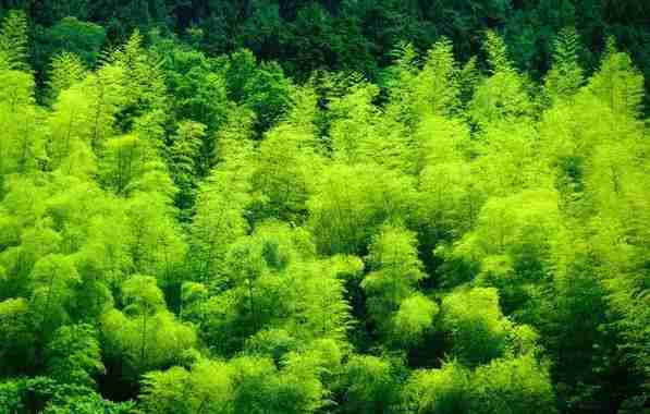 重慶周邊有哪些避暑的竹林景點 重慶周邊有哪些避暑的竹林景點