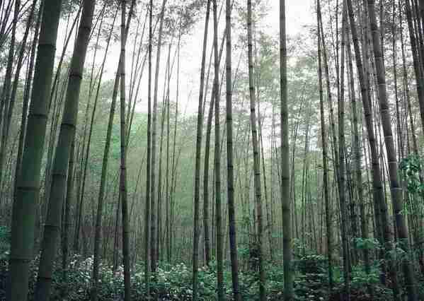 重慶周邊有哪些避暑的竹林景點 重慶周邊有哪些避暑的竹林景點
