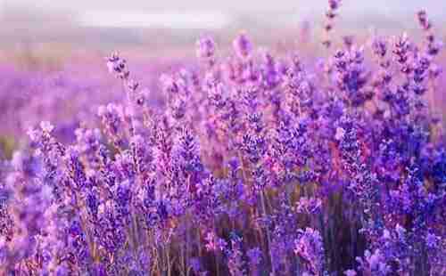 普羅旺斯旅游攻略2018 普羅旺斯旅游攻略2018