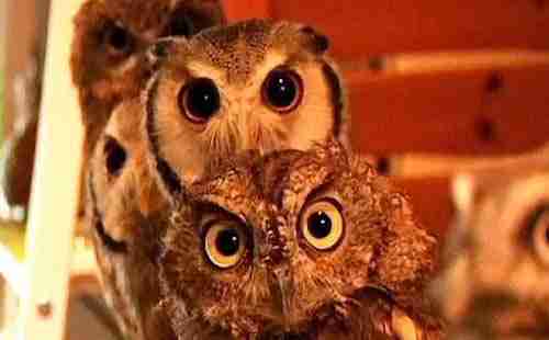 日本特色餐廳有哪些+餐廳介紹