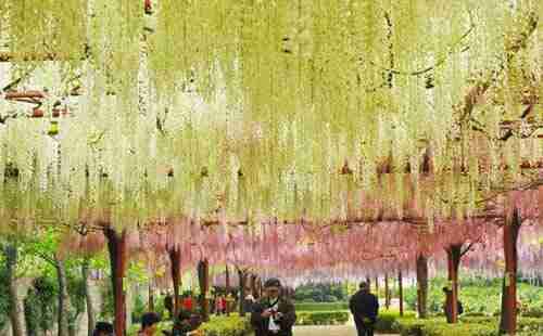 嘉定紫藤园游玩攻略2018