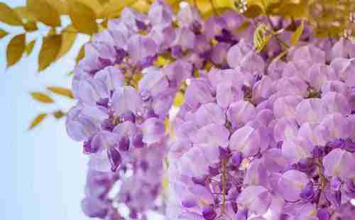 嘉定紫藤园游玩攻略2018