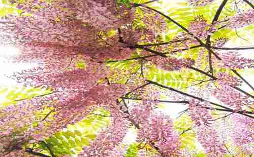 嘉定紫藤园游玩攻略2018