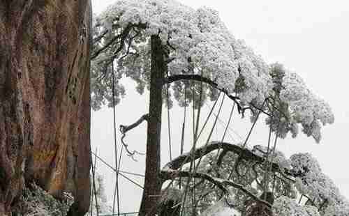 黄山迎客松是假的吗 是后来移植的吗 黄山迎客松是假的吗 是后来移植的吗