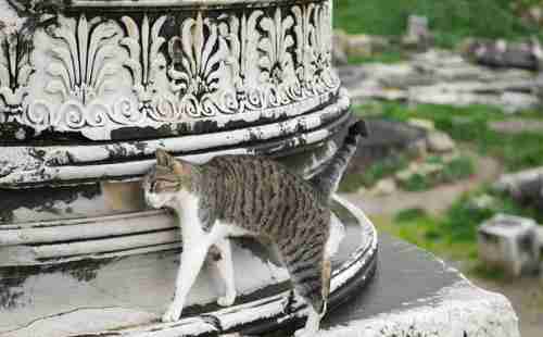 哪个国家猫最多 哪个国家猫最多