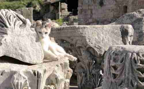 哪个国家猫最多 哪个国家猫最多