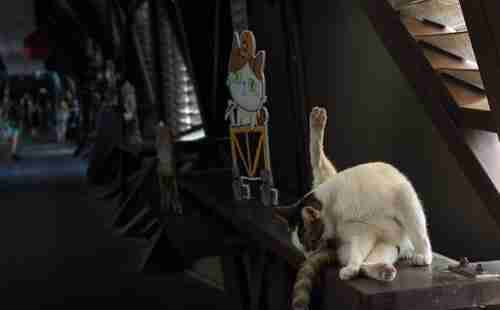 哪个国家猫最多 哪个国家猫最多