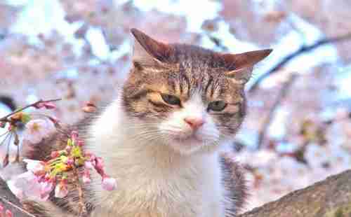 哪个国家猫最多 哪个国家猫最多